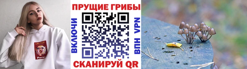 купить наркотики сайты  Светлоград  Псилоцибиновые грибы Psilocybe 